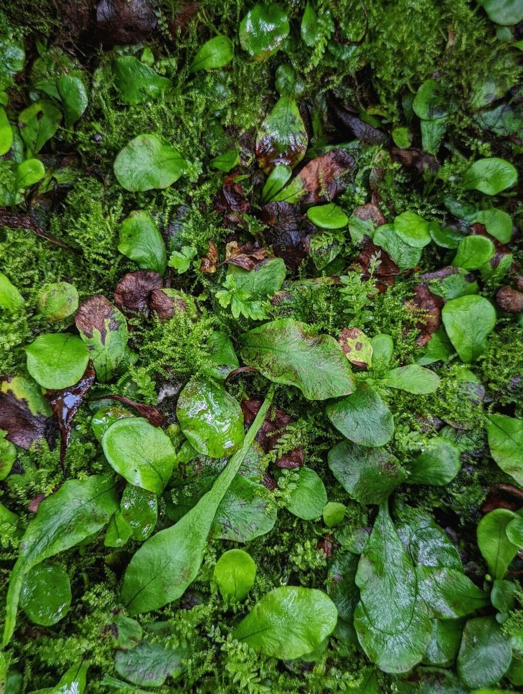 Tectaria prolifera leaf