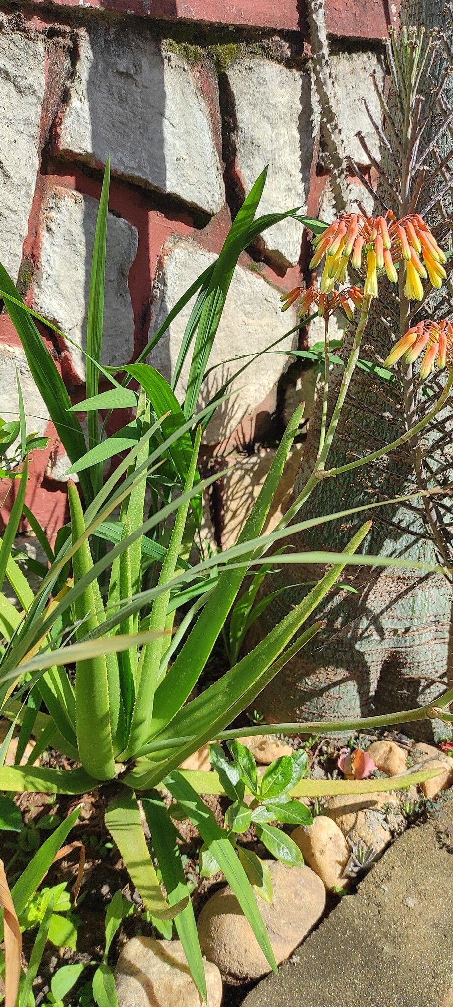 Aloe vatovavensis habit