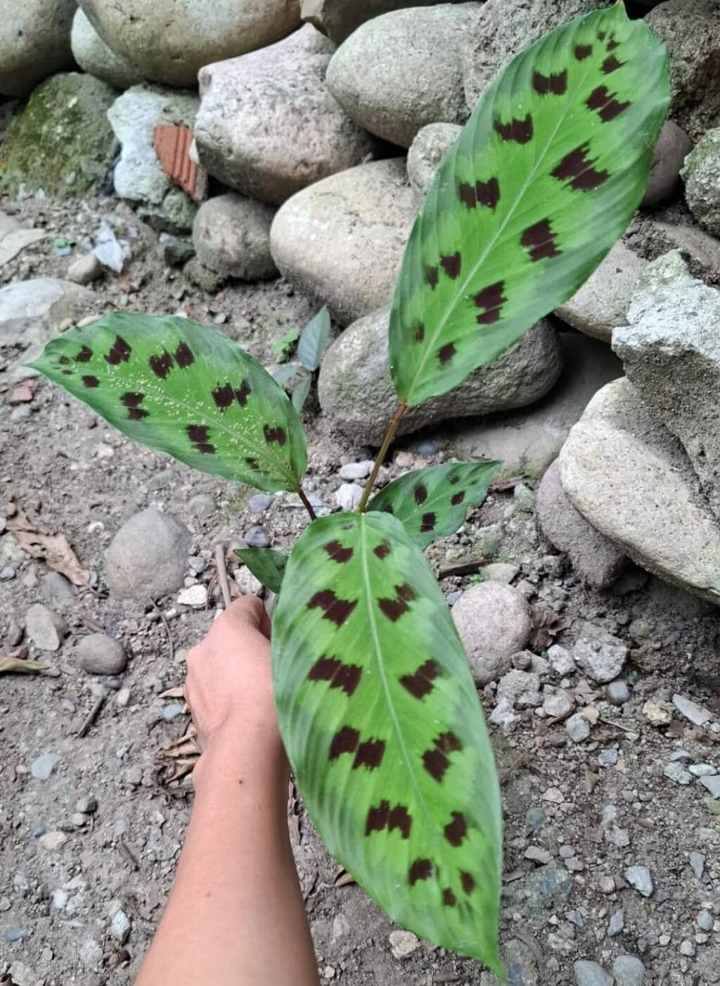 Goeppertia pavonii — search result for 'Goeppertia'