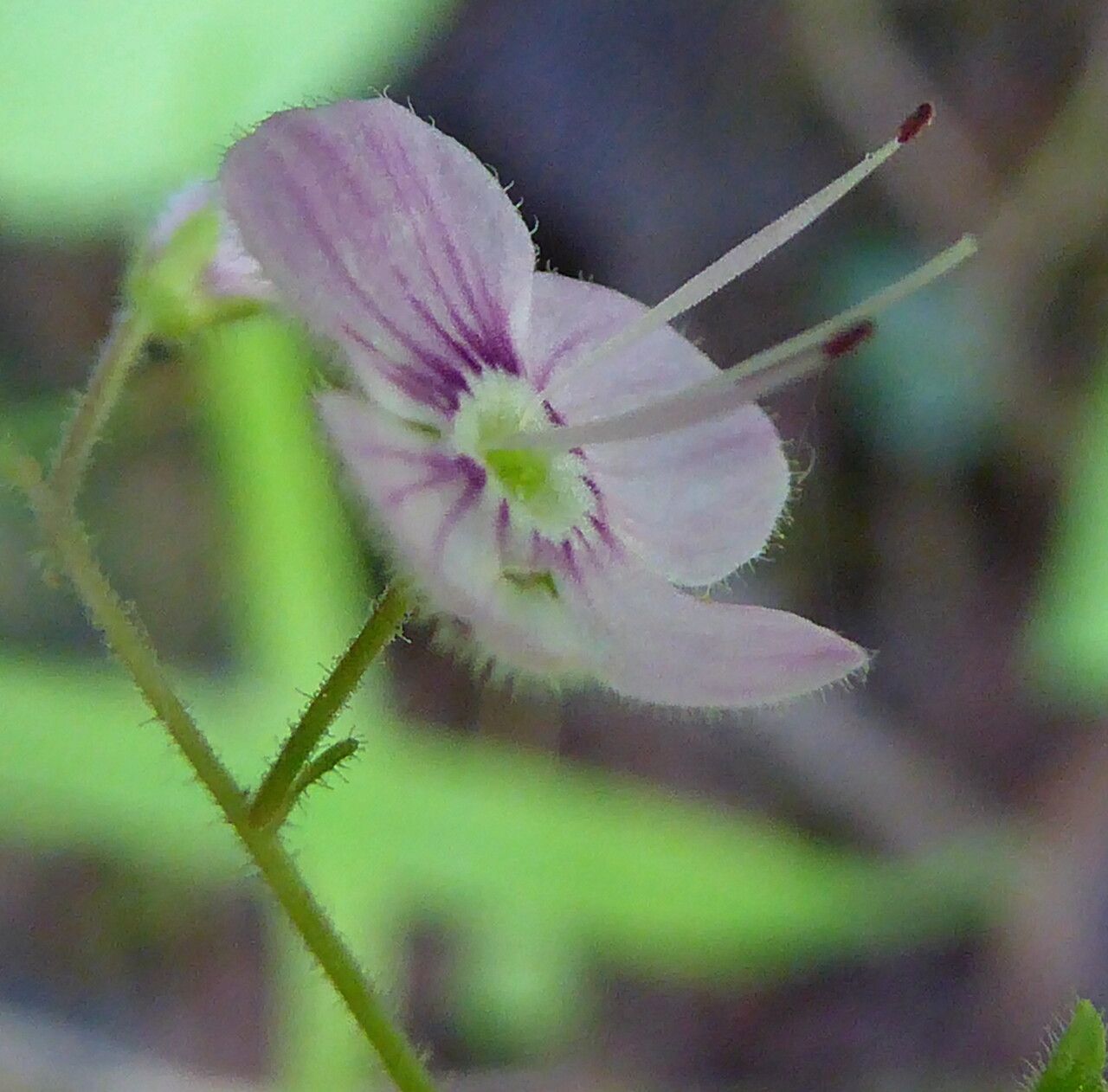 Veronica urticifolia flower