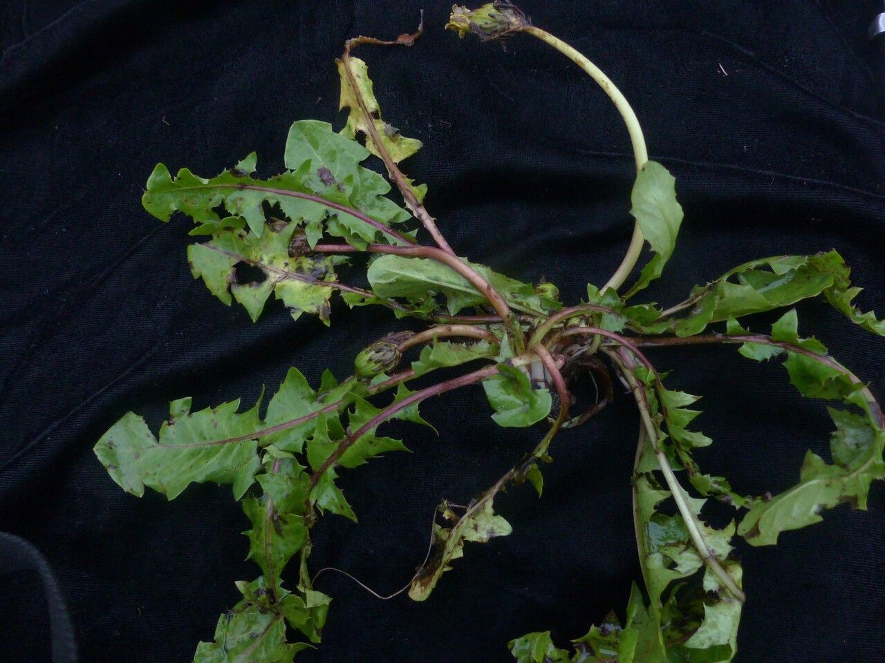 Taraxacum eriopodum habit