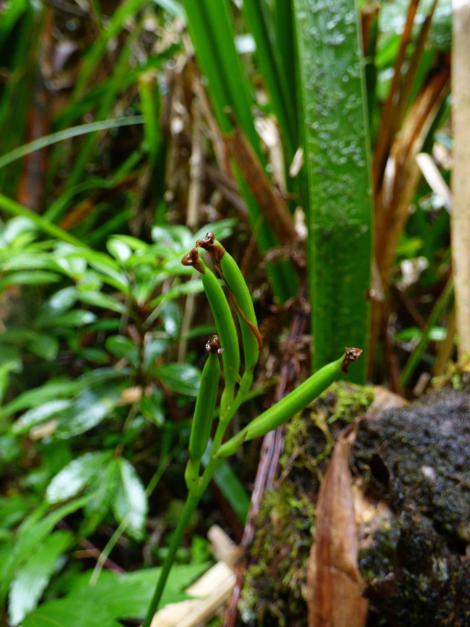 Cynorkis fastigiata fruit