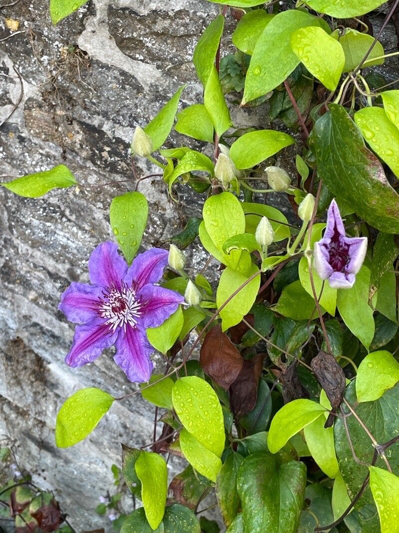 Clematis × jackmanii flower