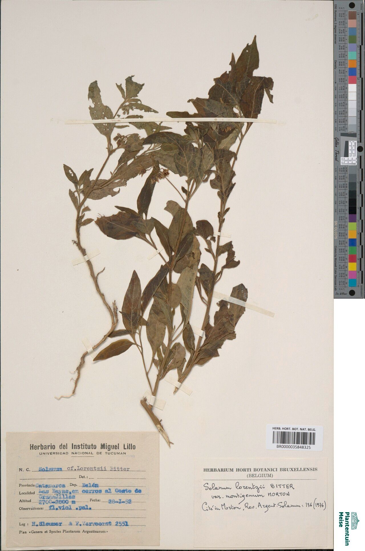 Solanum montigenum — houseplant care guide