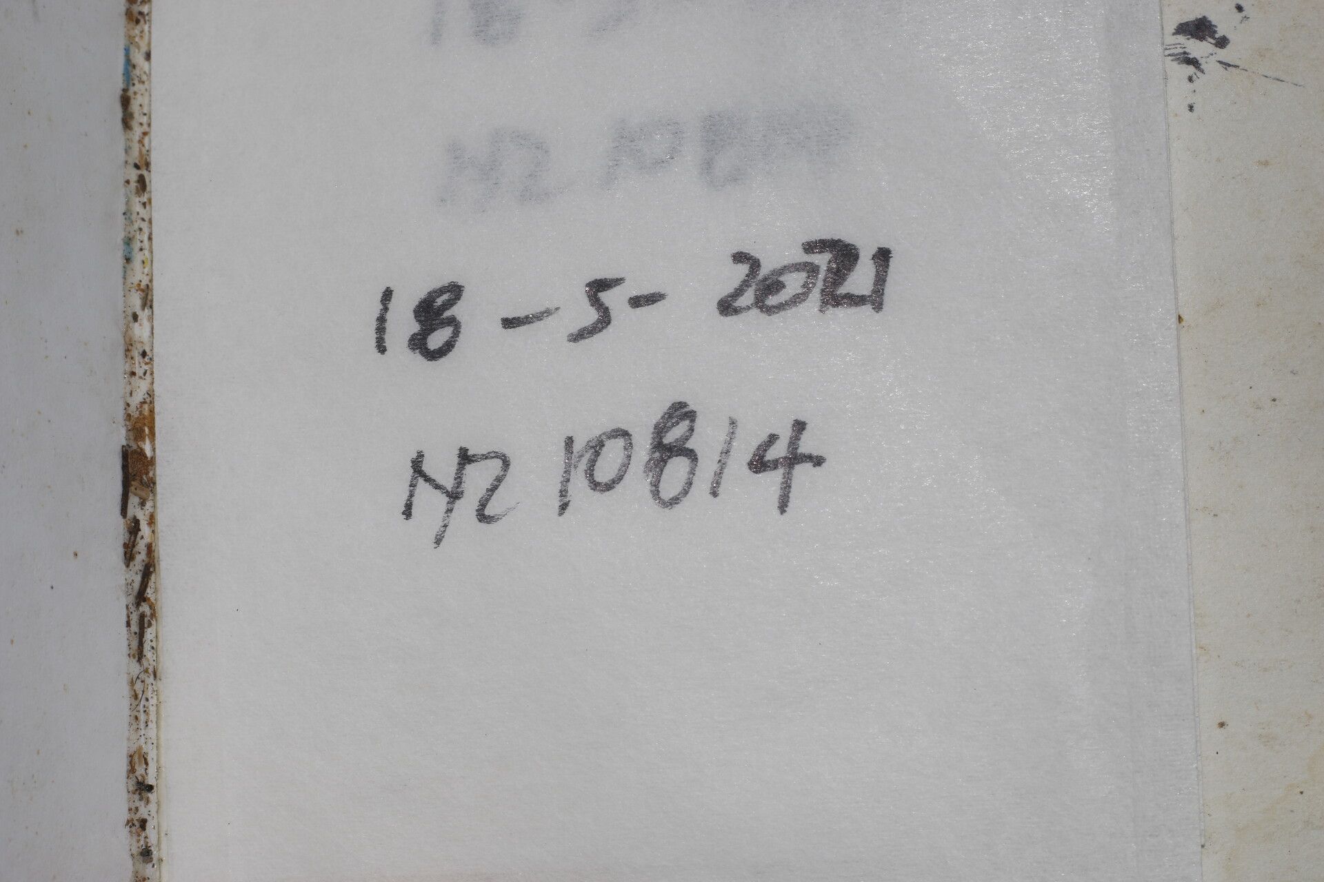 Nectandra martinicensis other