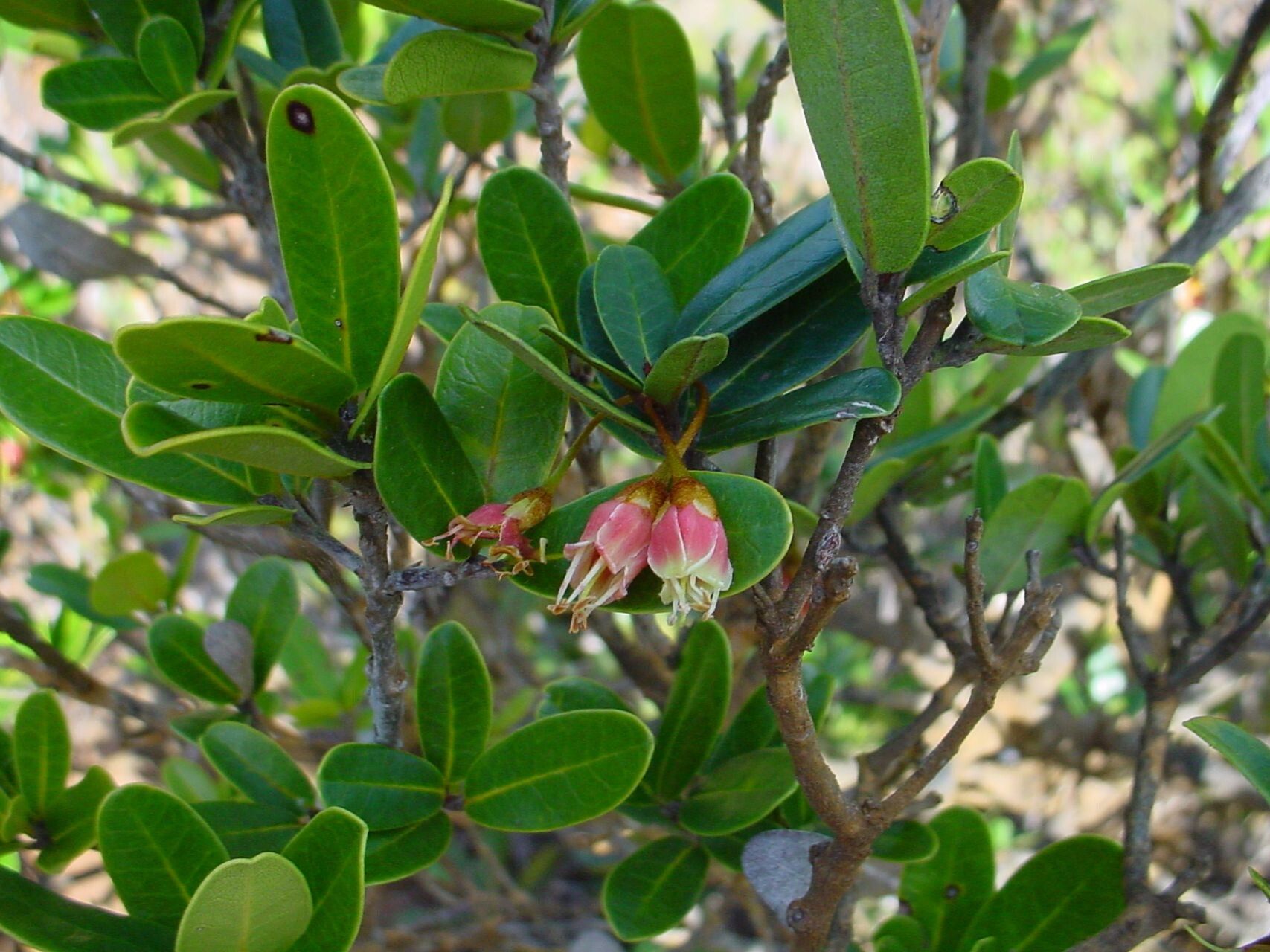 Pichonia deplanchei habit