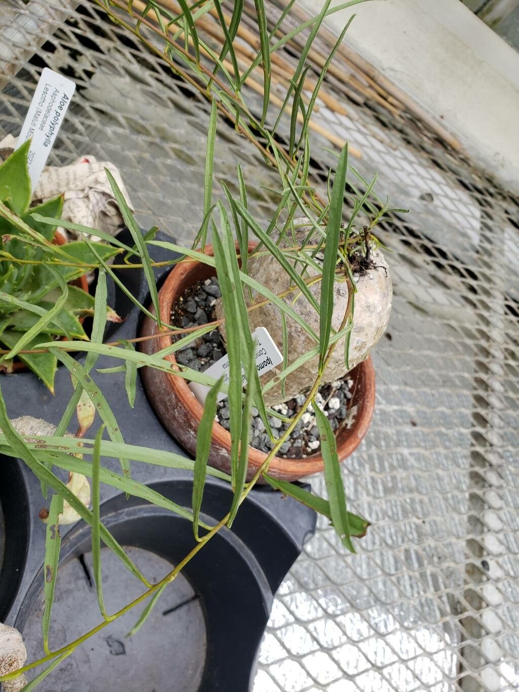 Ipomoea holubii — houseplant care guide