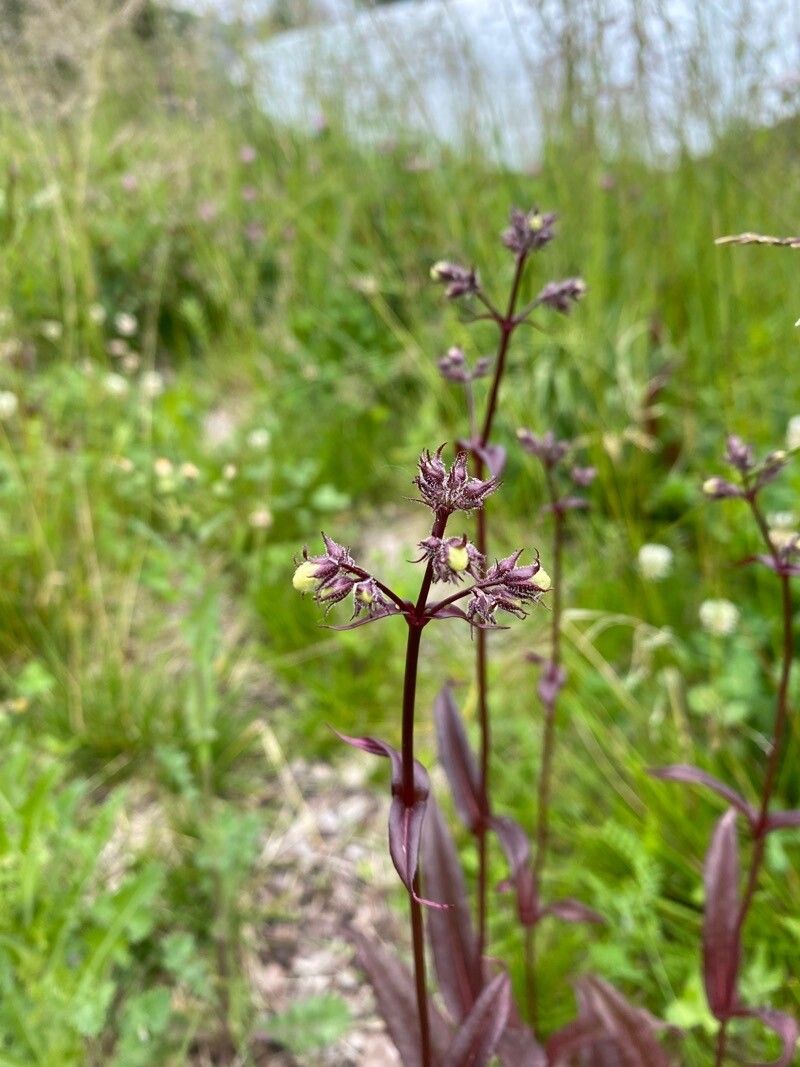 Nardostachys jatamansi — sleep aid houseplant