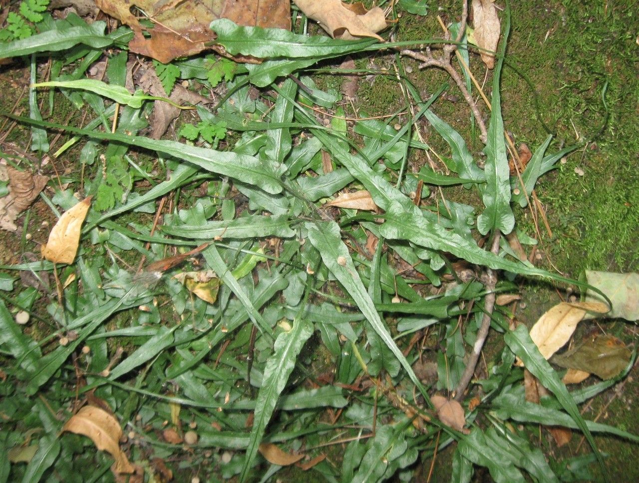 Asplenium rhizophyllum habit