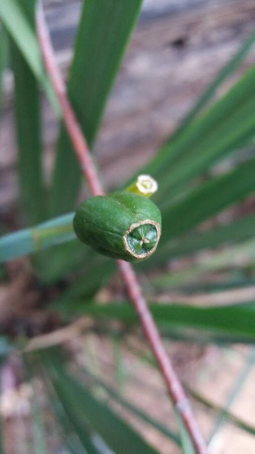 Camaridium neglectum fruit