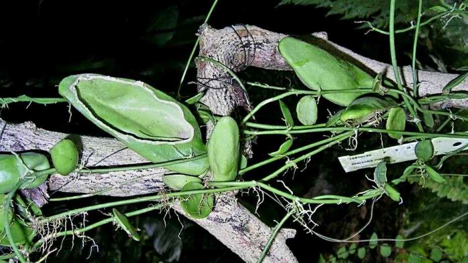 Dischidia major flower