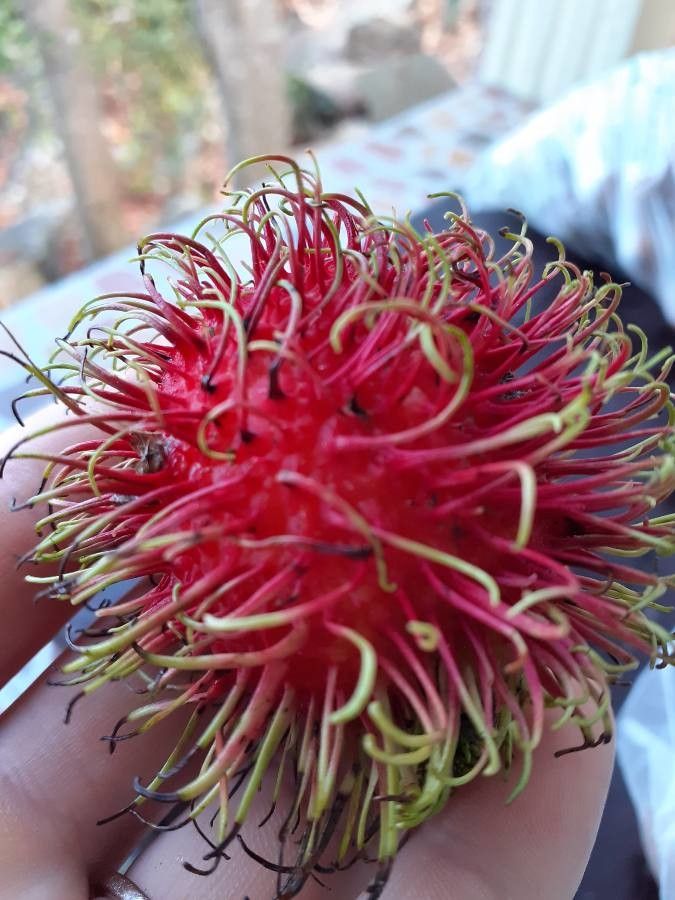Nephelium lappaceum fruit