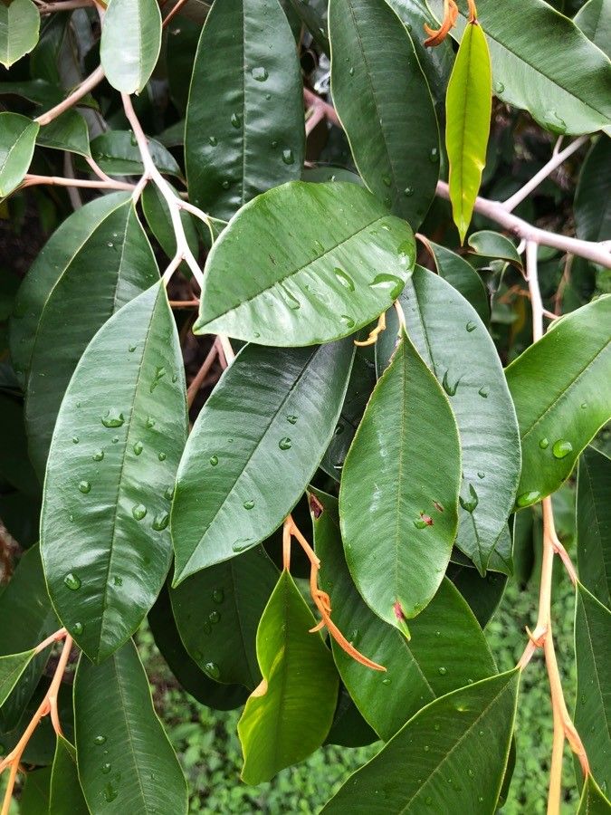 Chrysophyllum cainito — difficulty easy houseplant