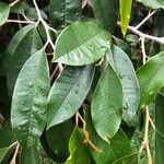 Chrysophyllum cainito