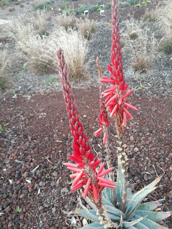 Aloe suprafoliata flower