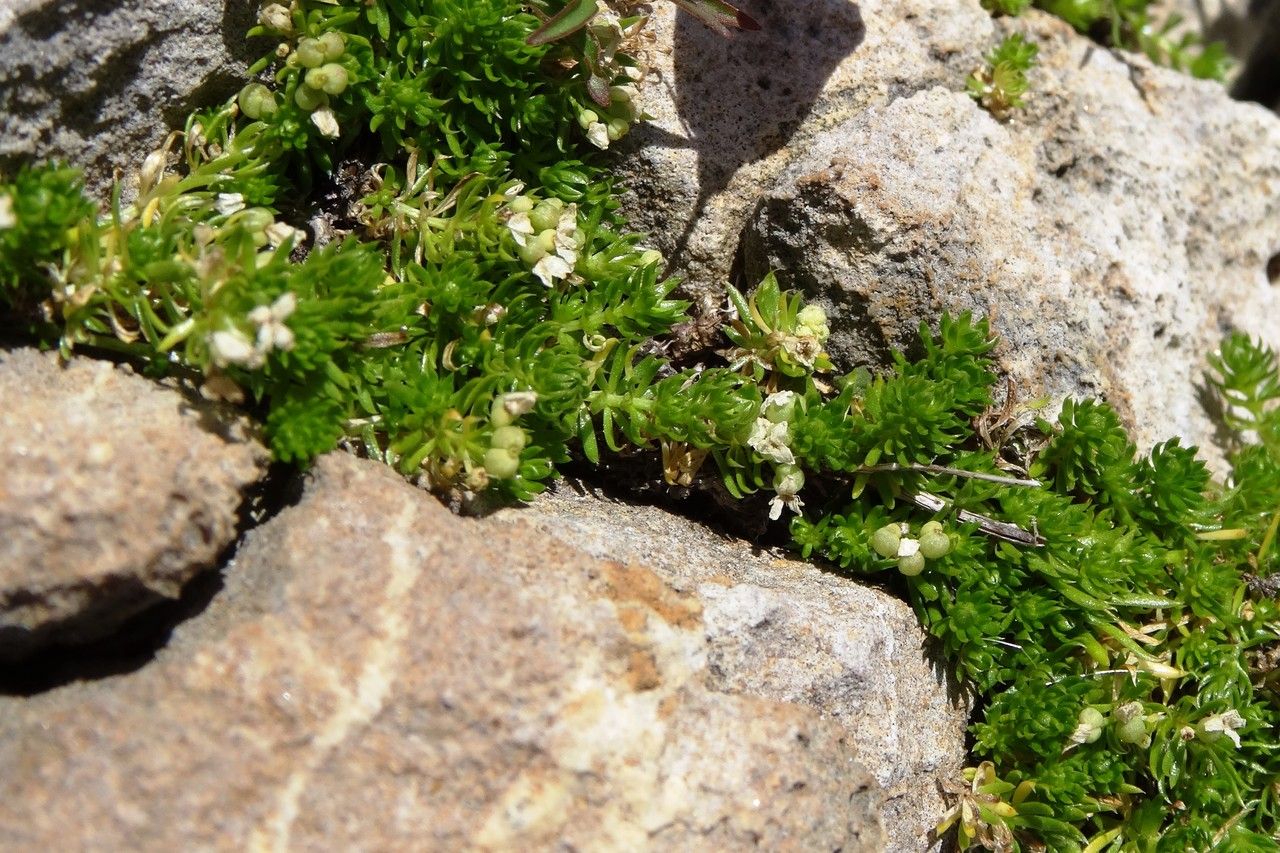Galium pyrenaicum habit