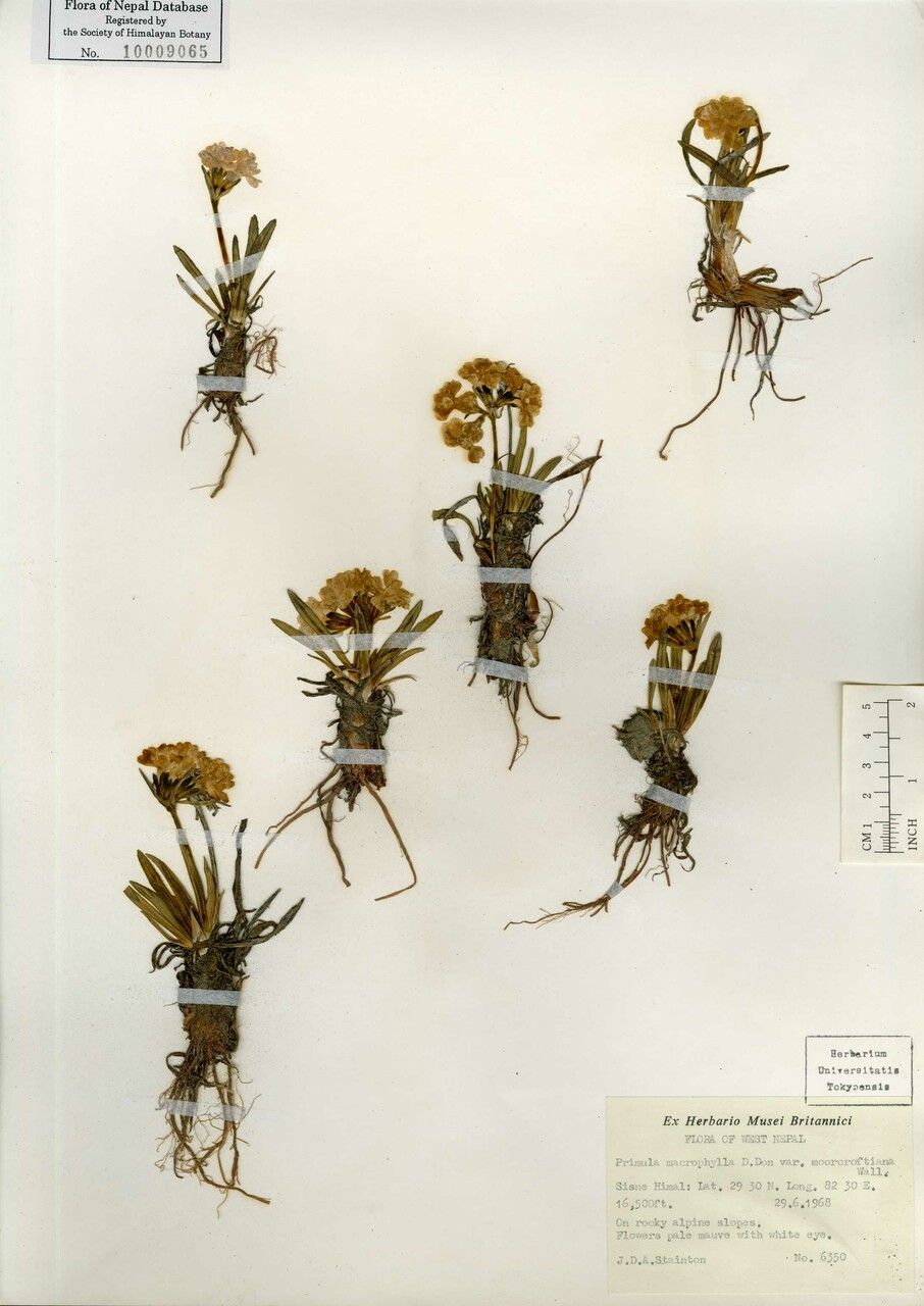 Primula nivalis other