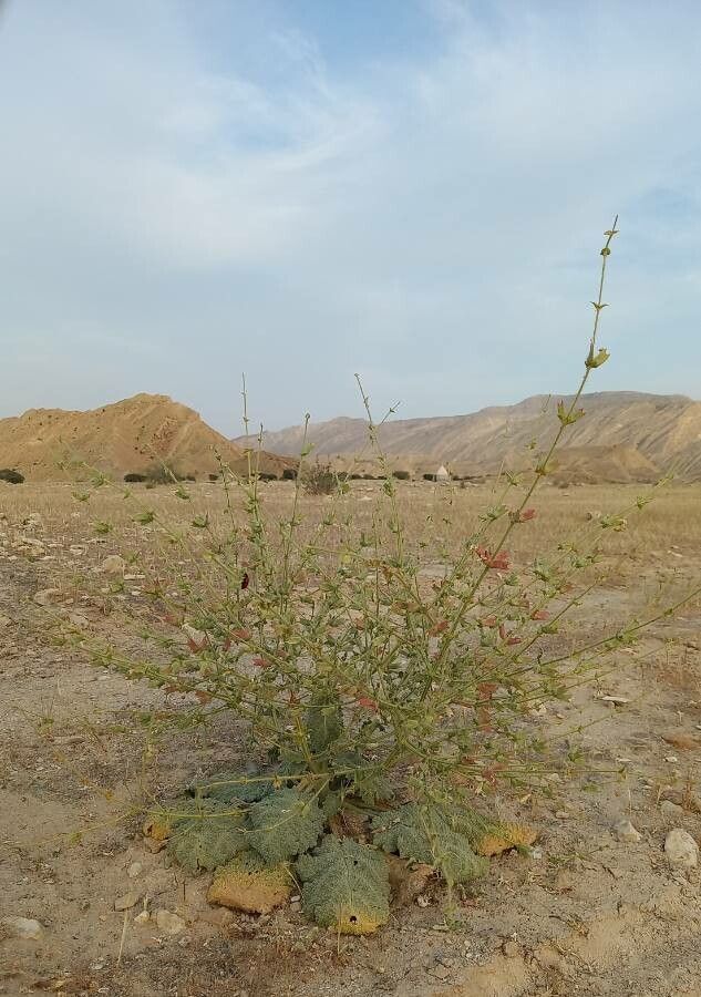 Salvia sharifii habit