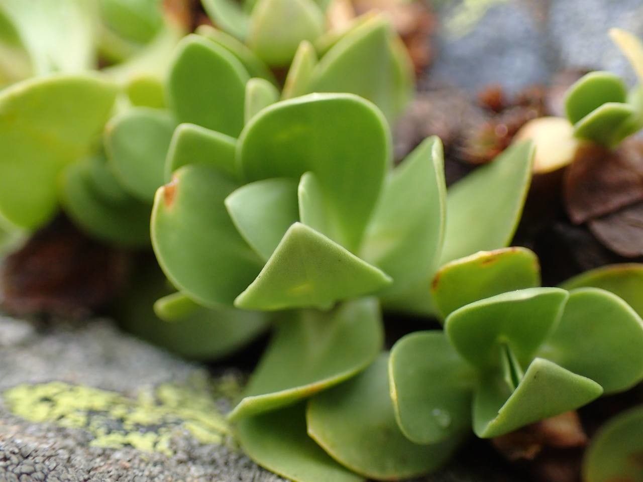 Gentiana alpina leaf