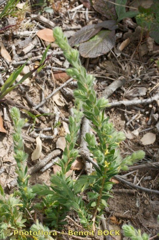 Thymelaea villosa habit