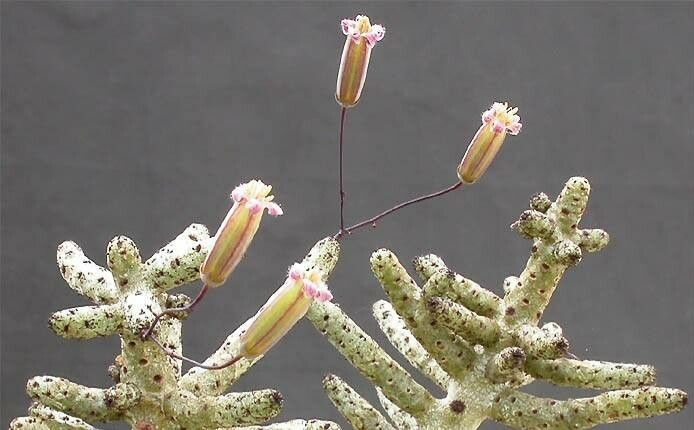 Tylecodon buchholzianus flower