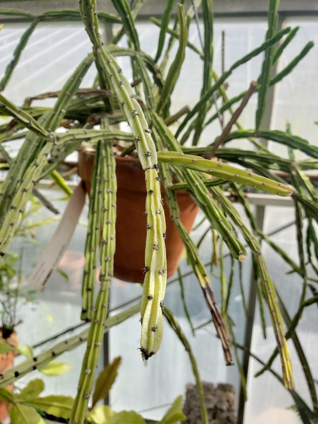 Rhipsalis pentaptera leaf