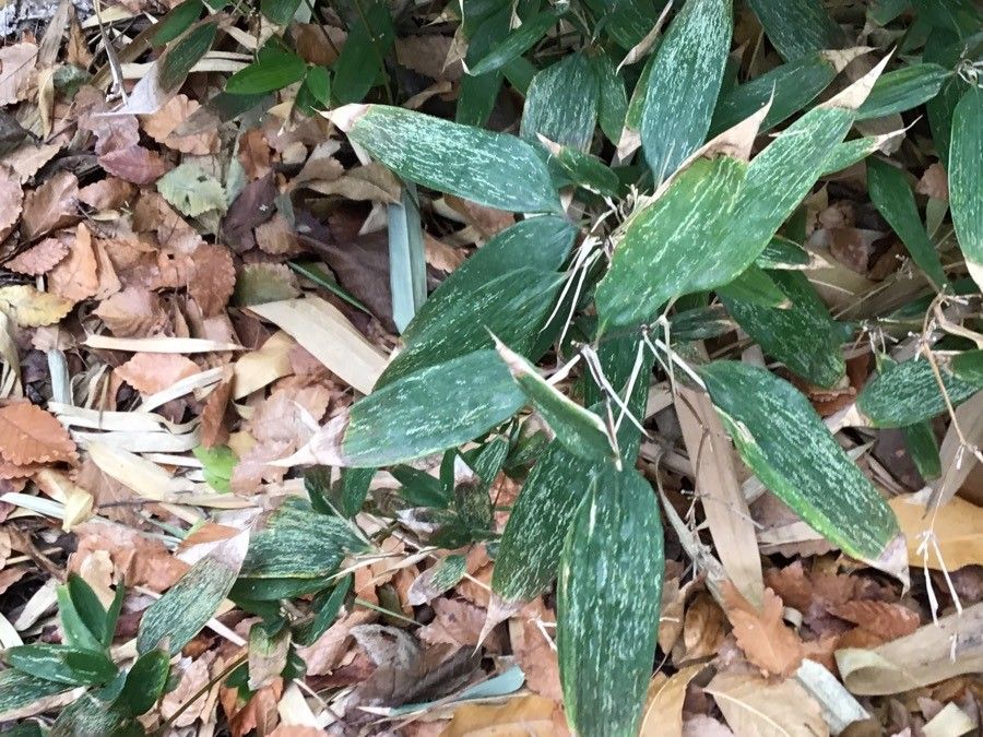 Shibataea kumasasa leaf