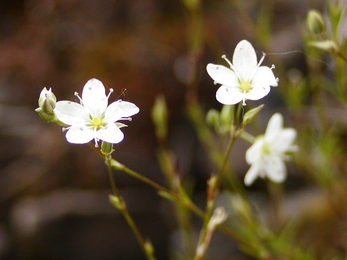 Minuartia setacea flower
