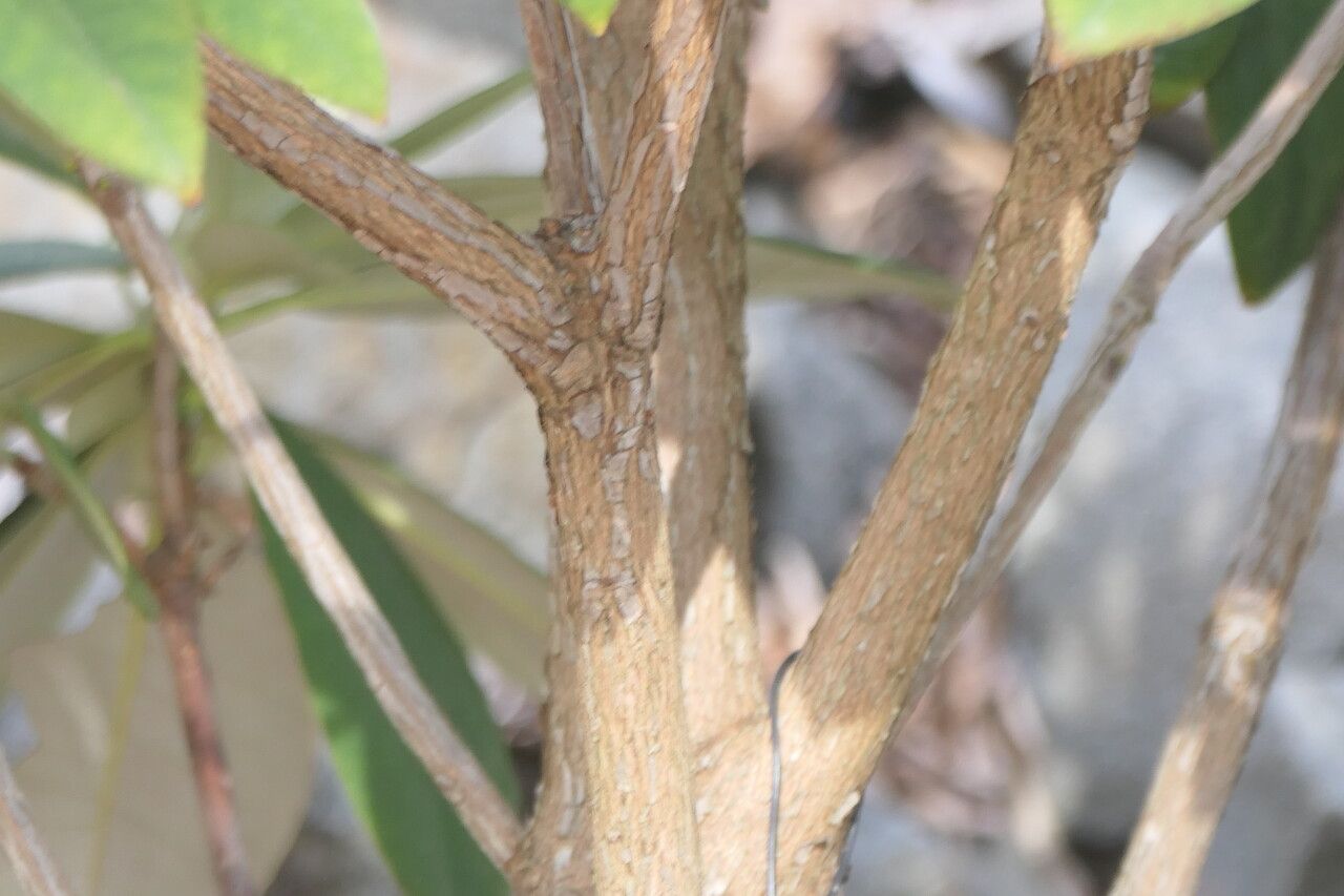Rhododendron pingianum bark