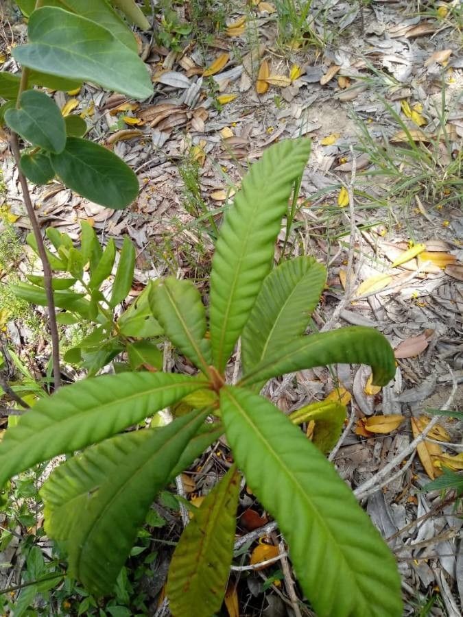 Xanthostemon sulfureus — houseplant care guide