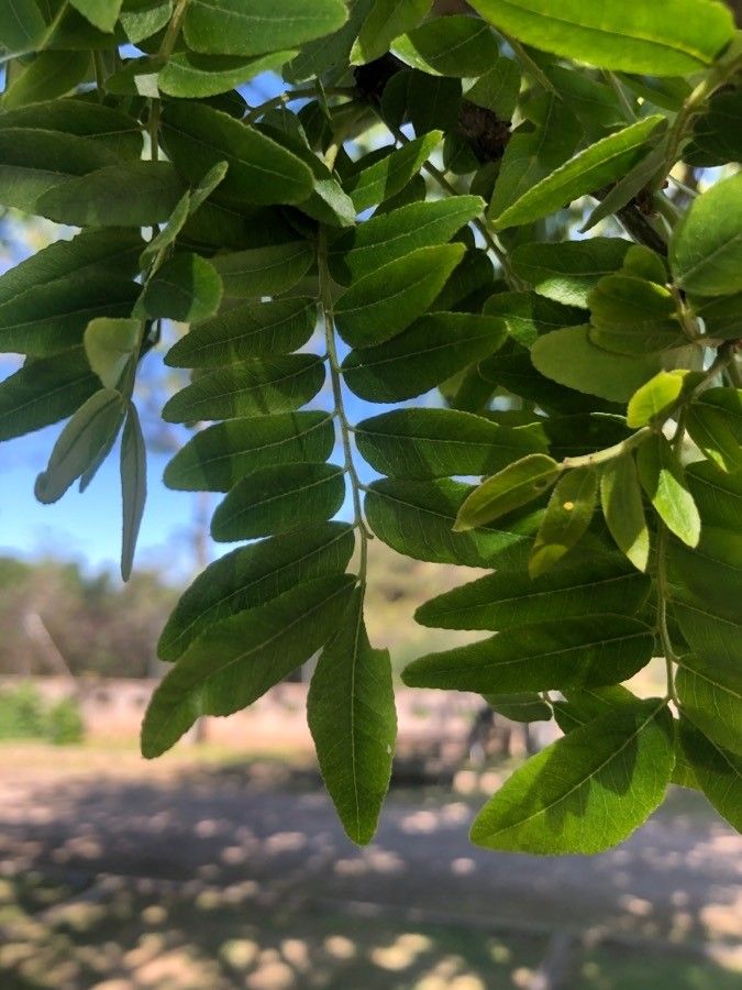 Gleditsia macracantha leaf