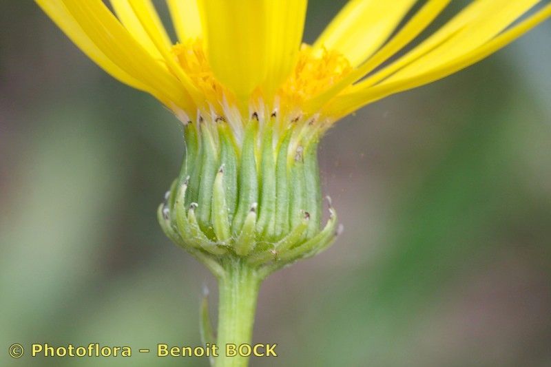 Senecio lopezii flower