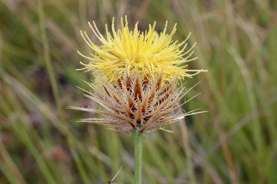 Centaurea chrysolepis flower