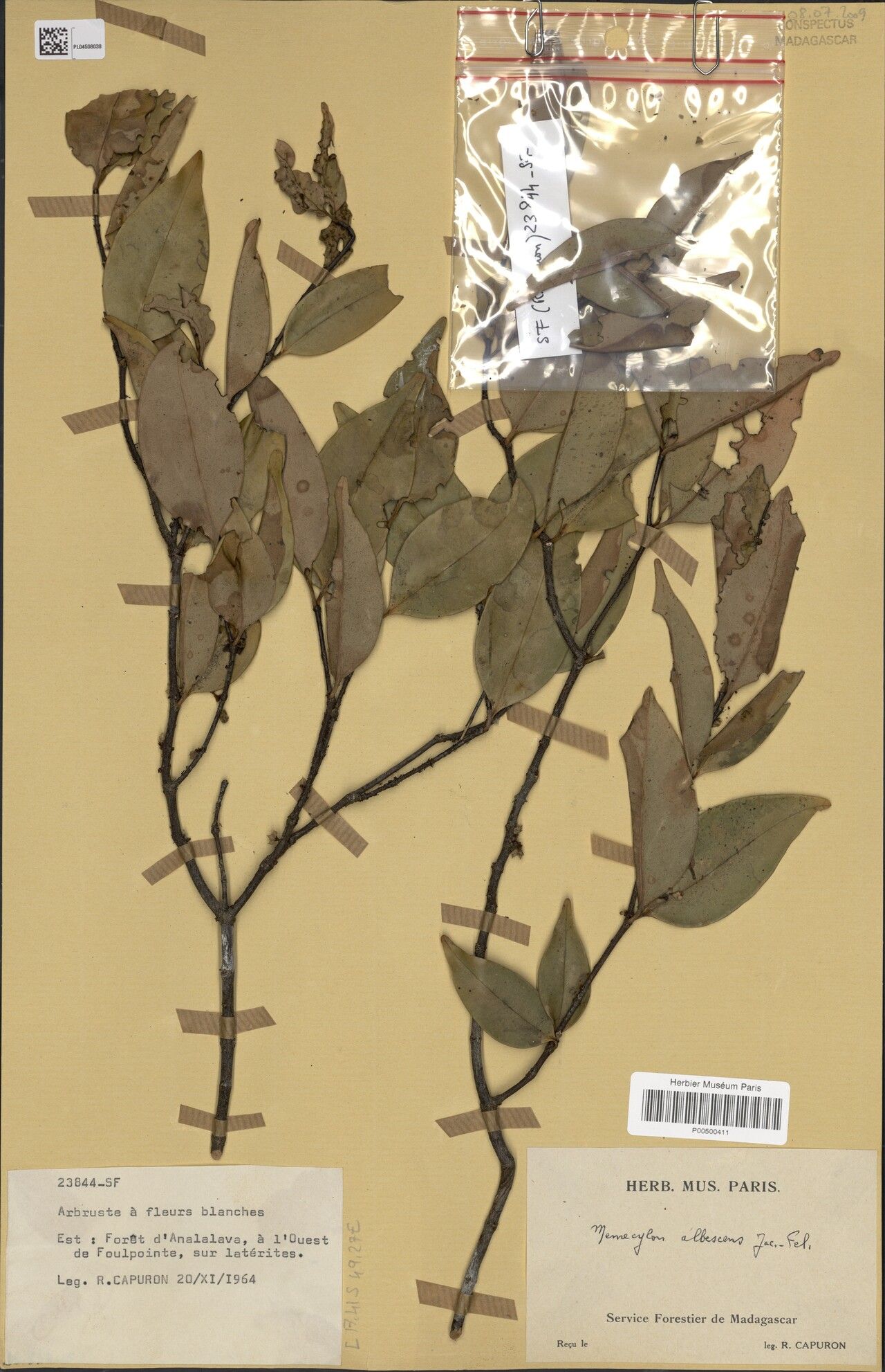 Memecylon albescens — search result for 'Memecylon'