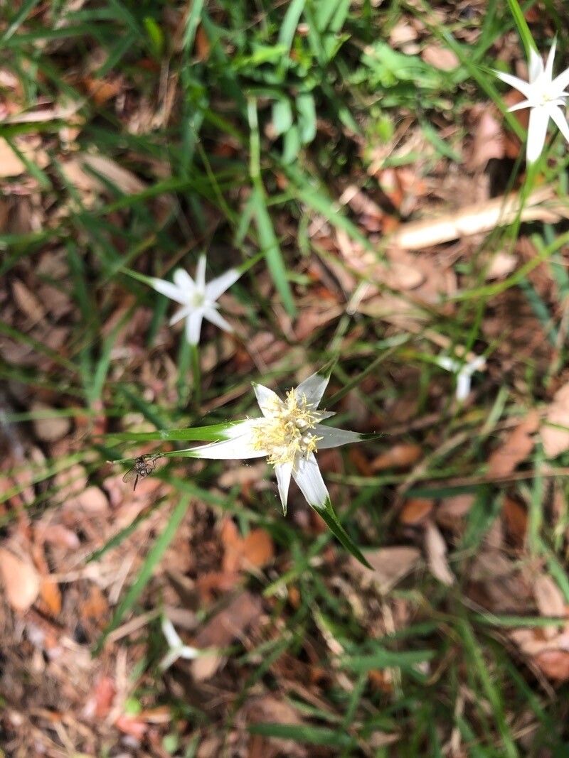 Rhynchospora colorata leaf