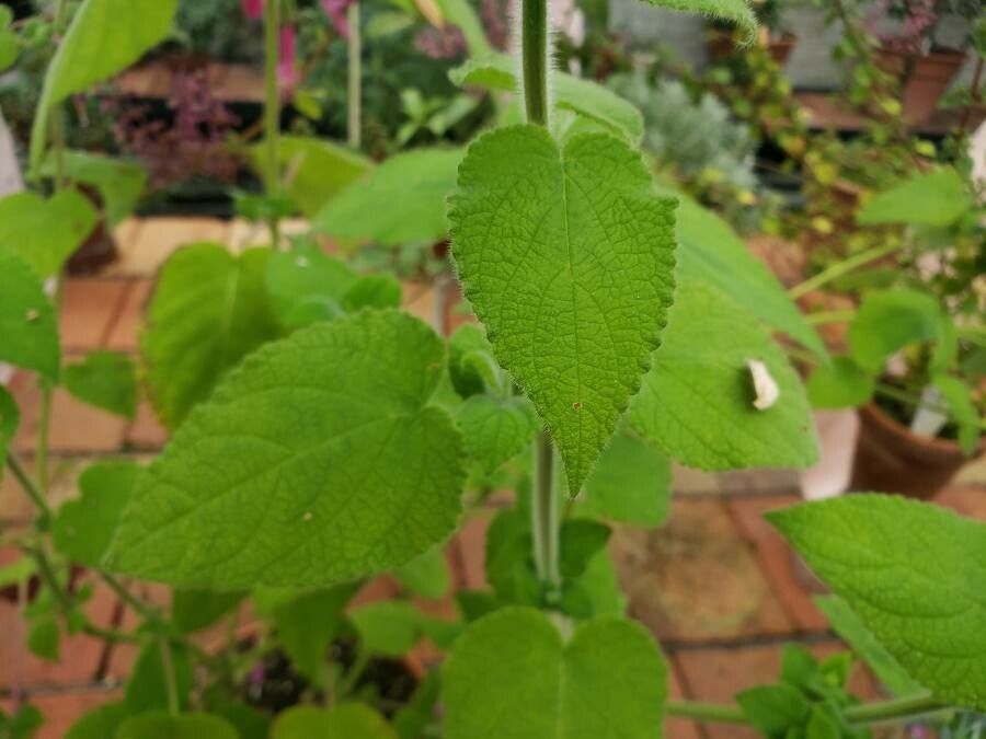 Salvia dorisiana leaf