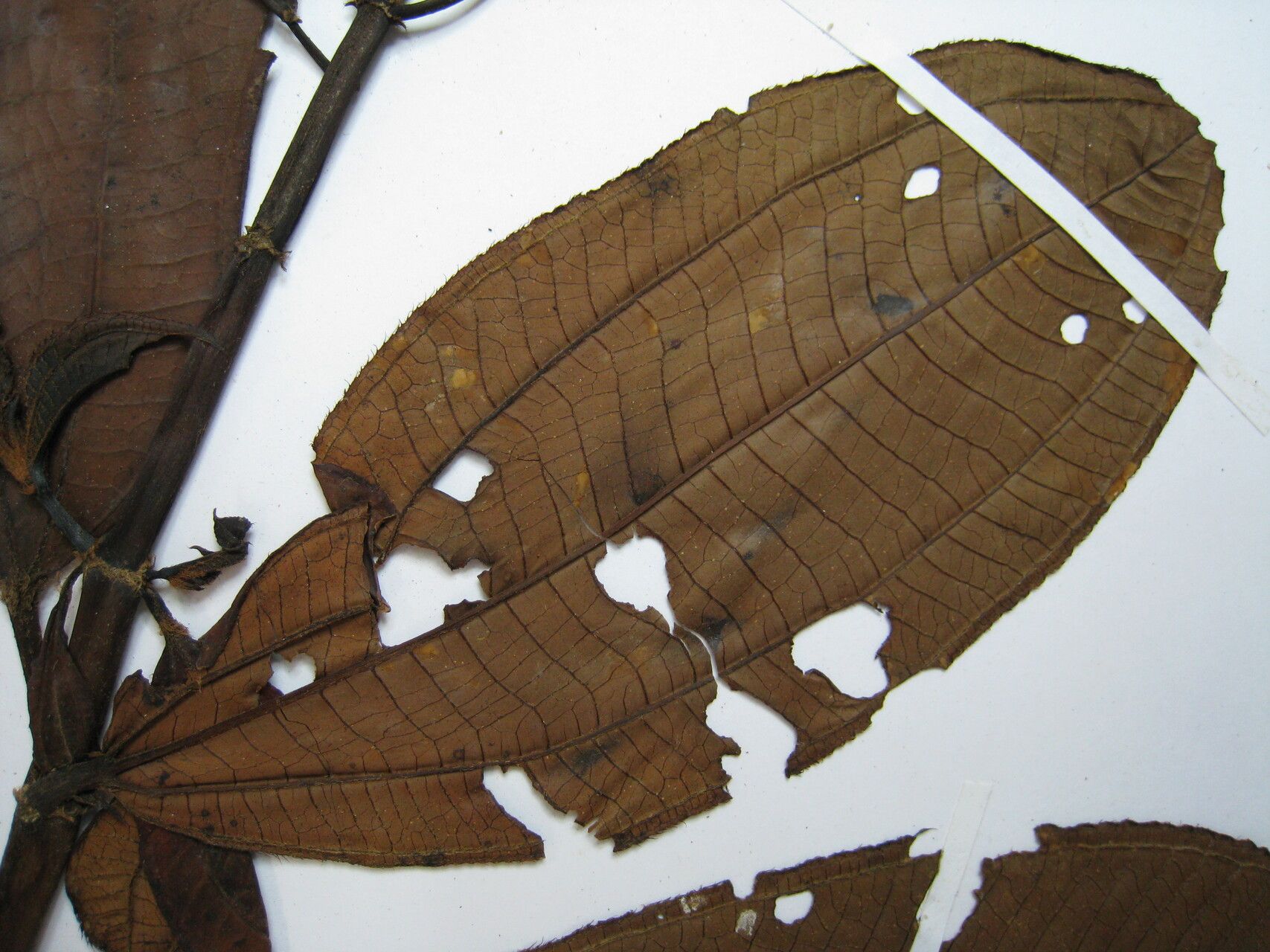 Miconia racemosa other