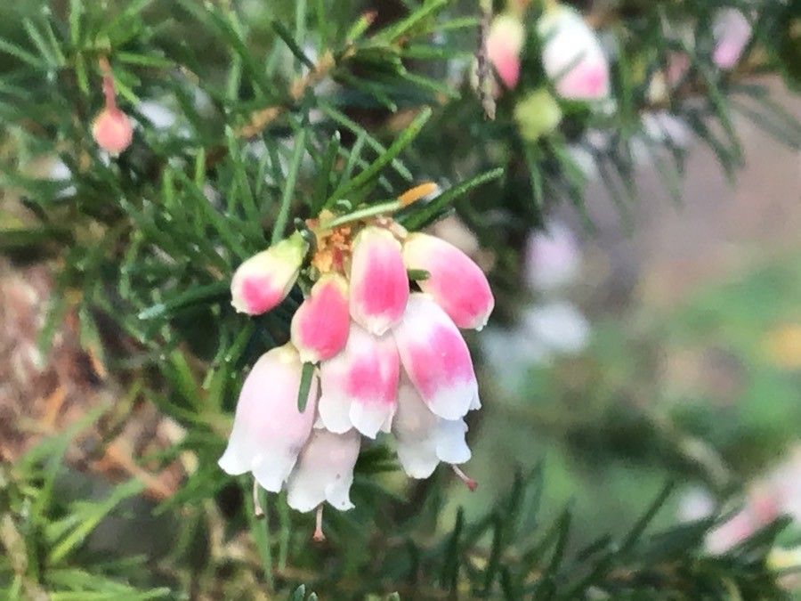 Erica lusitanica flower