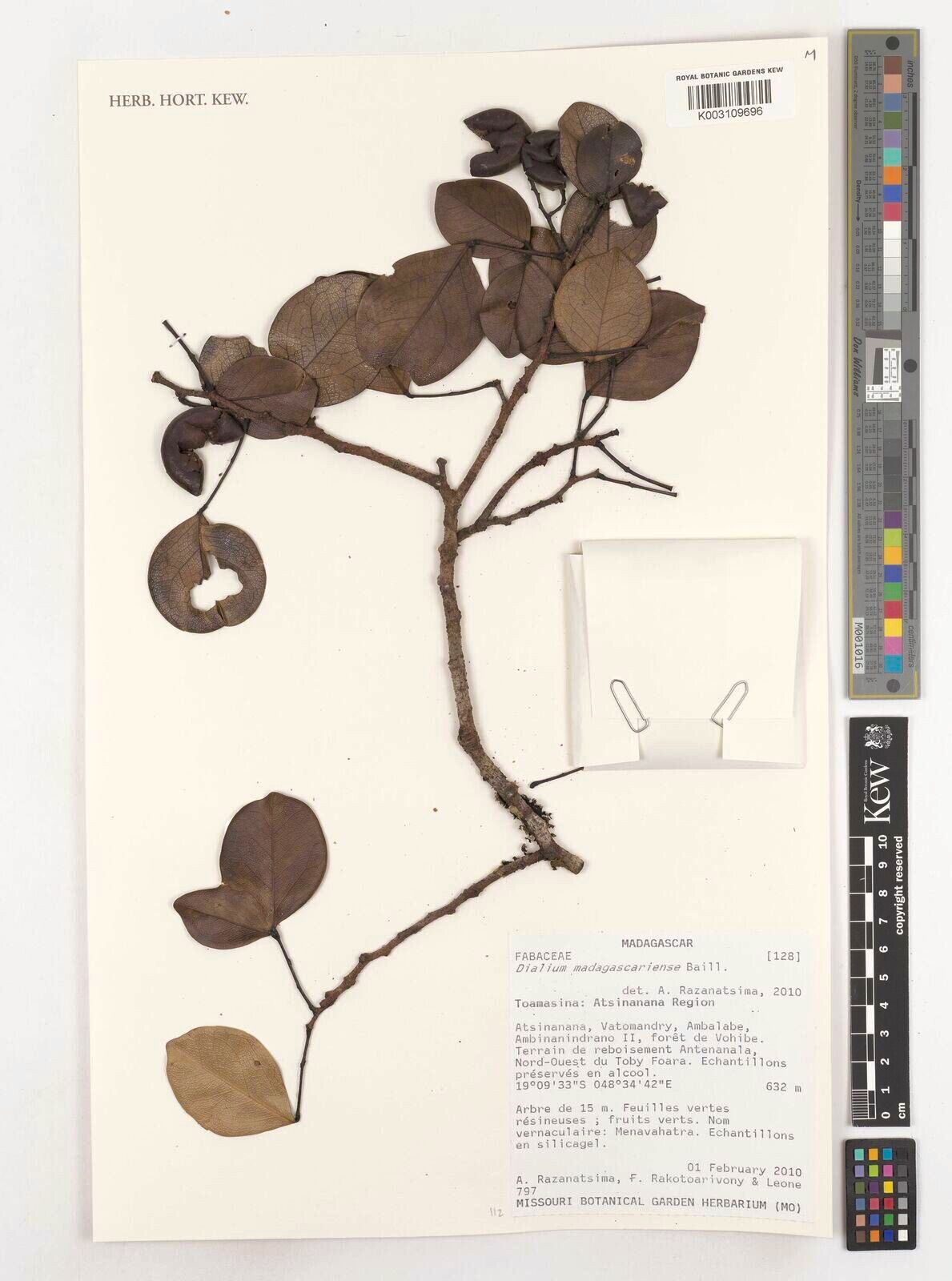 Dialium madagascariense — search result for 'Dialium'