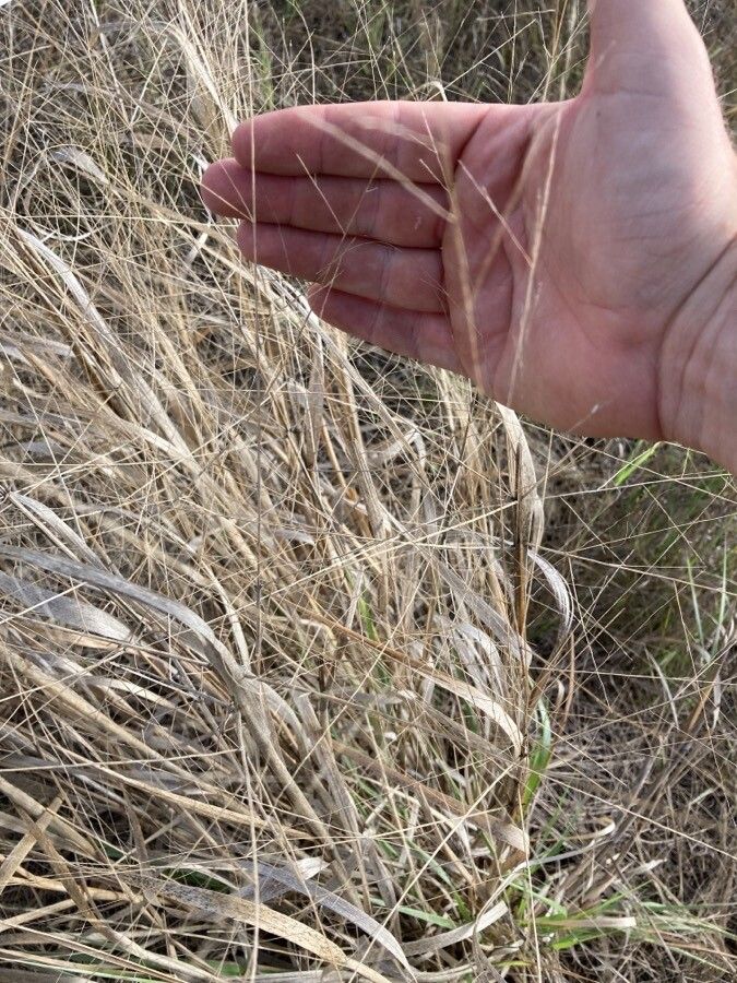 Panicum decompositum leaf