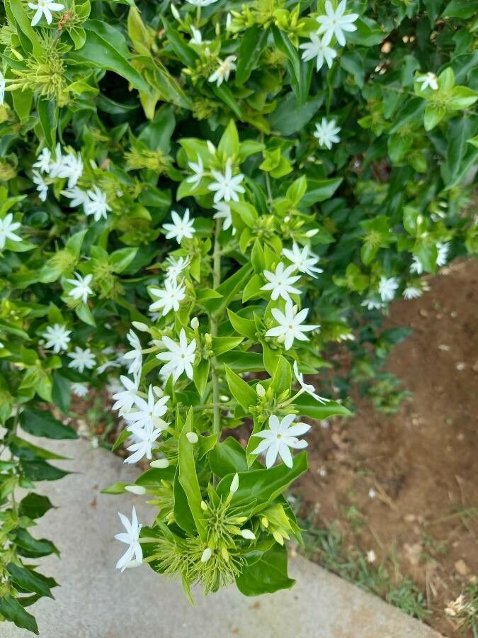 Jasminum multiflorum leaf
