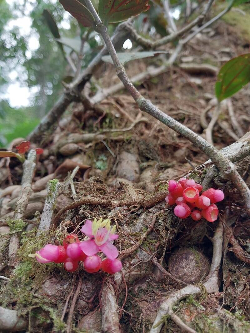 Medinilla humbertiana flower