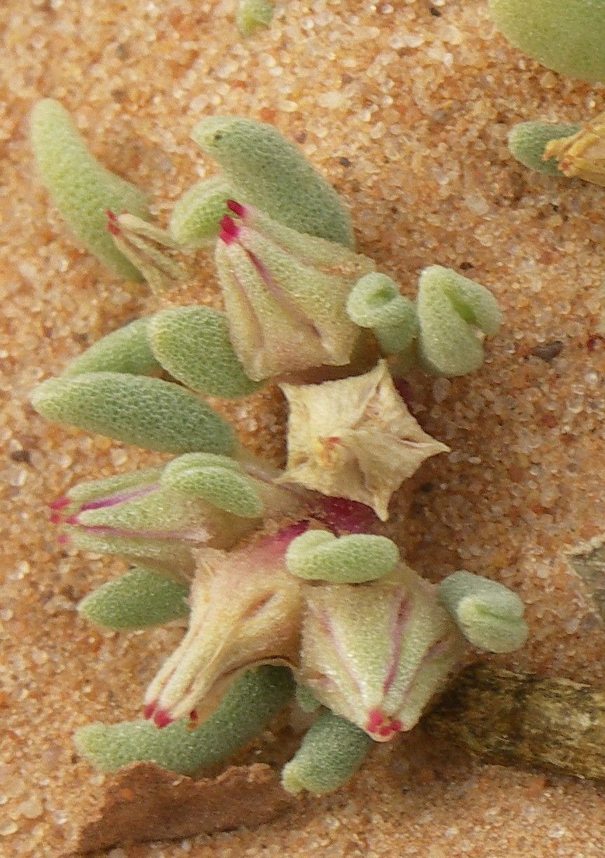 Sesuvium hydaspicum leaf