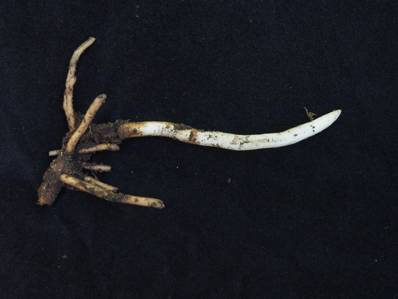 Epipactis royleana habit