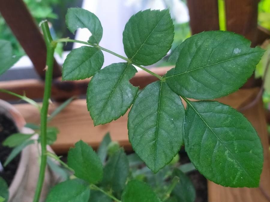 Rosa × borboniana leaf