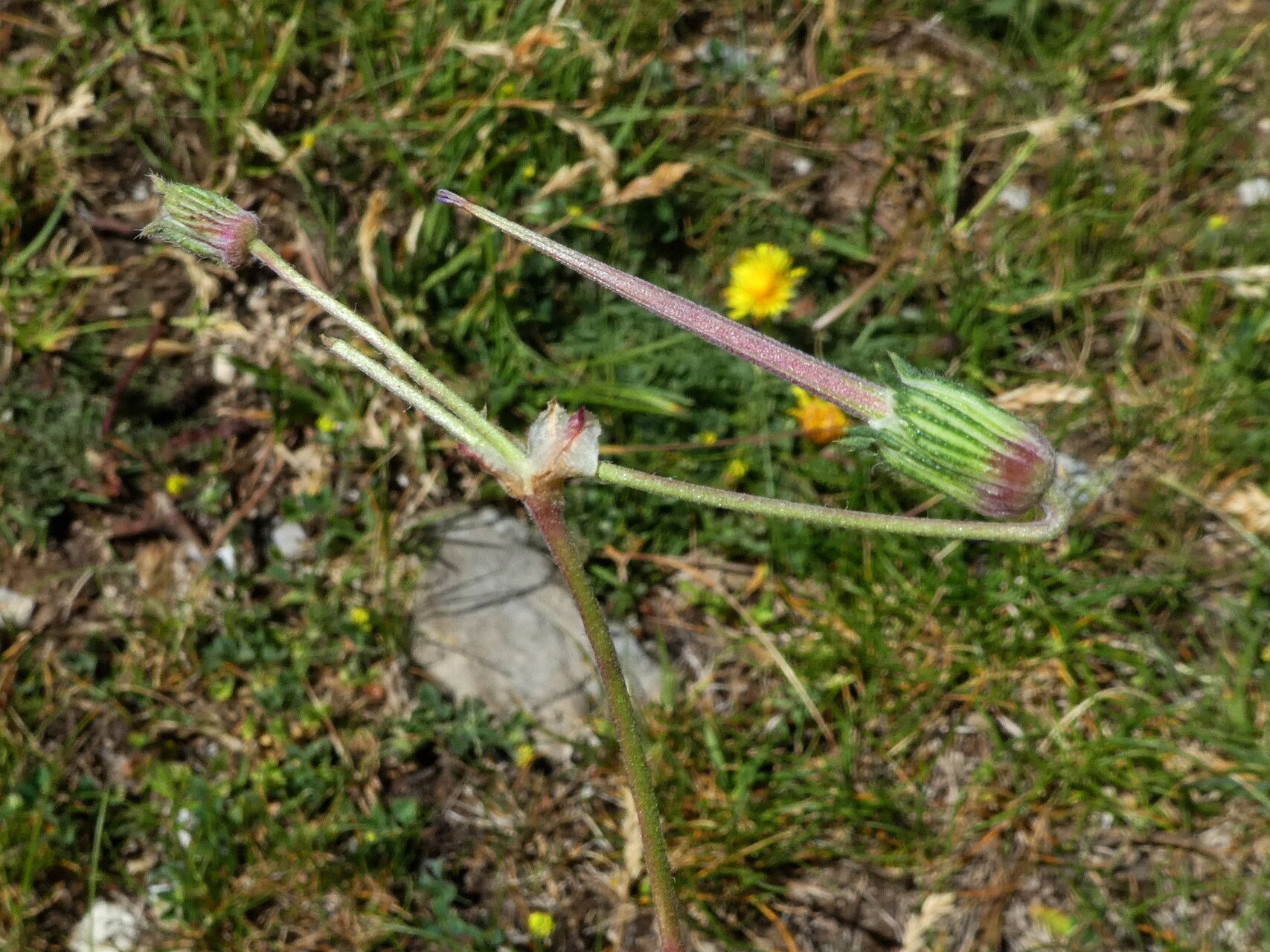 Erodium foetidum fruit