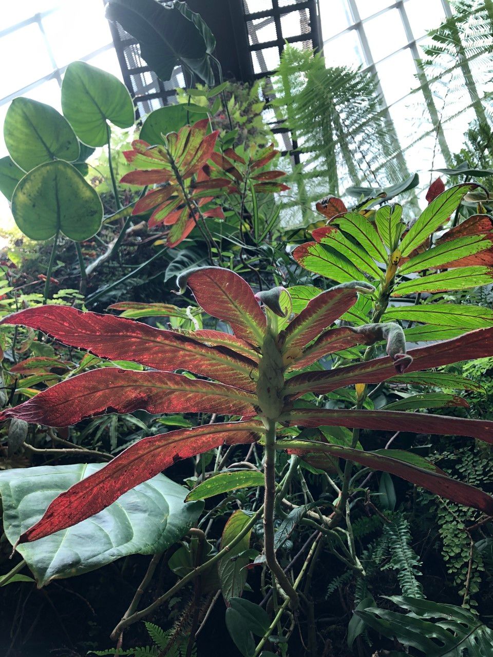 Columnea medicinalis habit