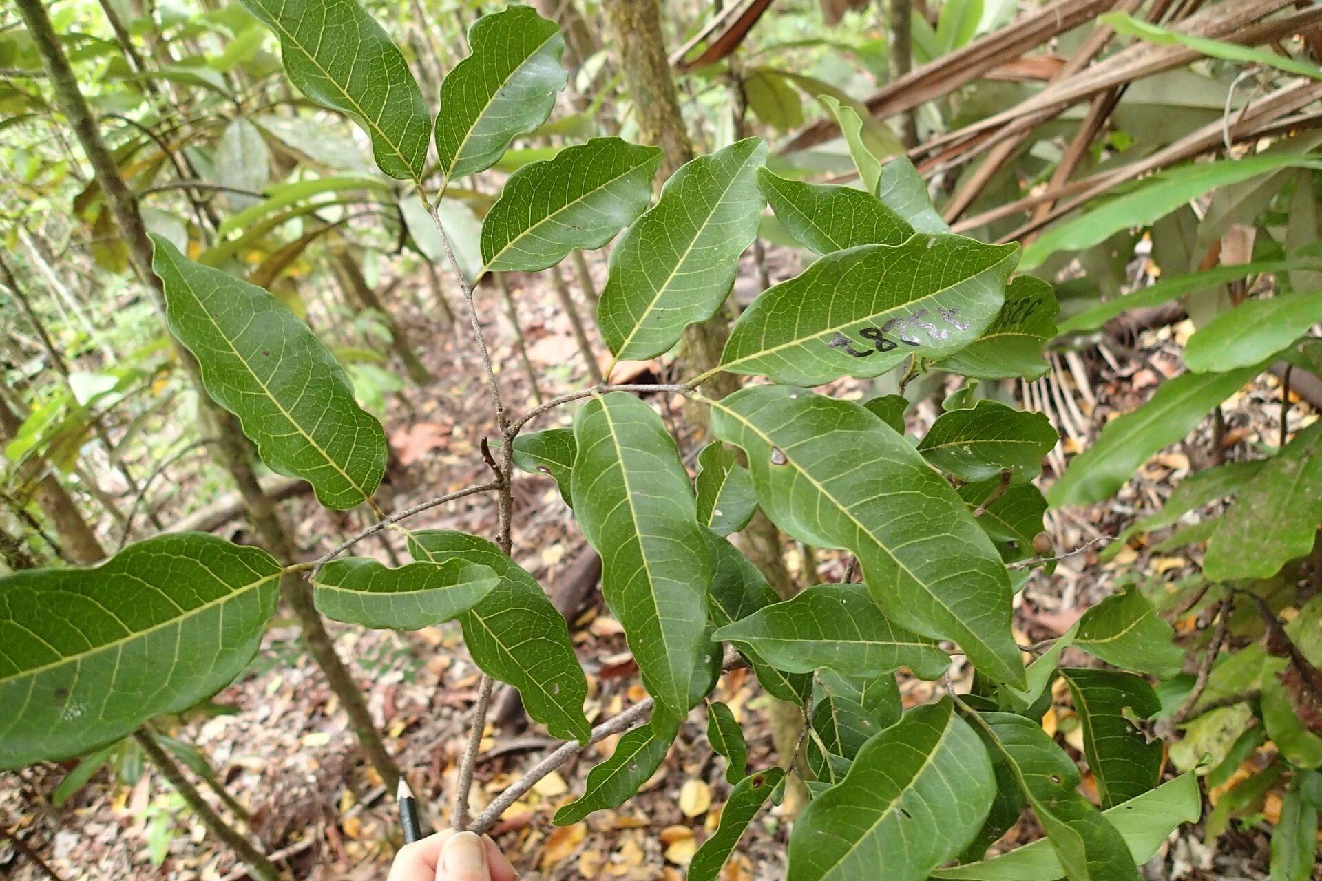 Alectryon carinatus — related species from the same genus