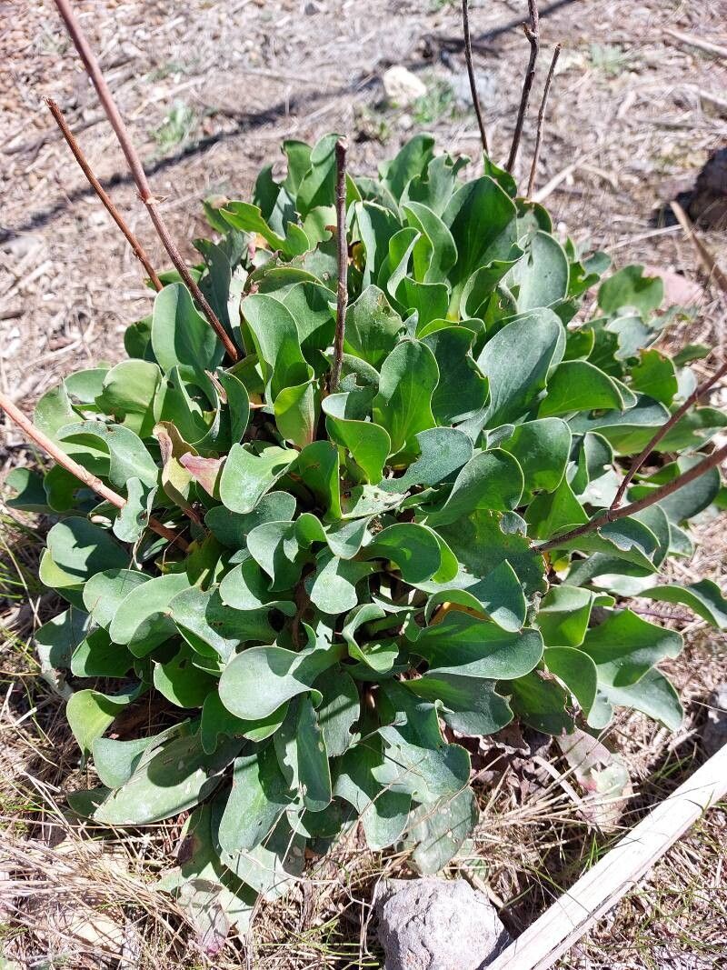 Limonium dufourii leaf