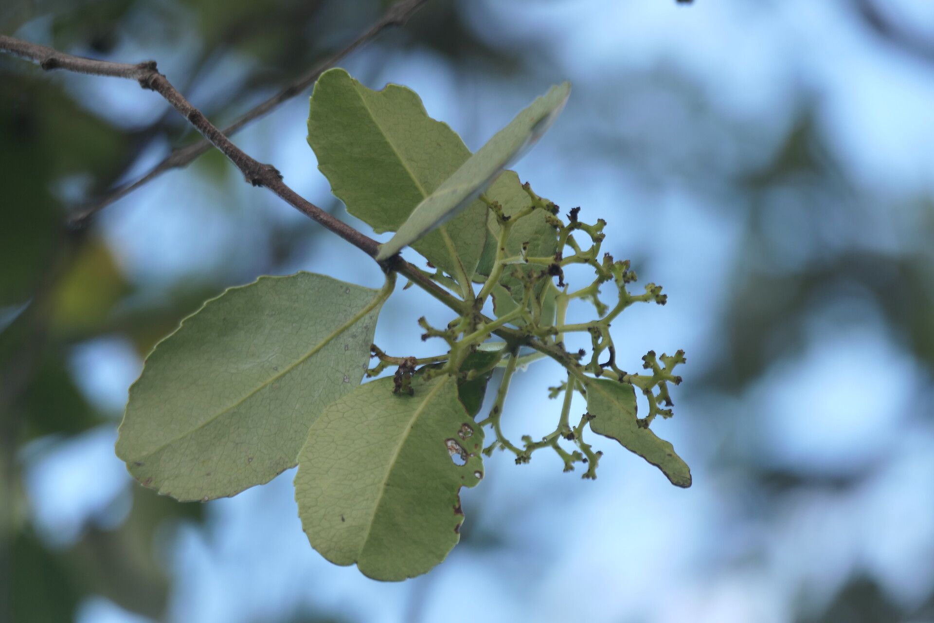 Cassine peragua leaf